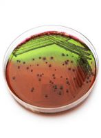 محیط کشت ائوزین متیلن بلو آگار برند مرک بسته 500 گرمی