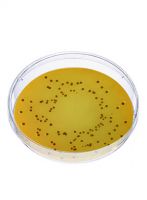 محیط کشت هکتون انتریک آگار برند مرک بسته 500 گرمی