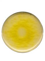 محیط کشت ستریماید آگار برند مرک بسته 500 گرمی