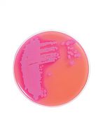 محیط کشت EE BROTH برند مرک بسته 500 گرمی