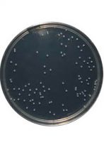 محیط کشت مولر هینتون آگار برند مرک بسته 500 گرمی