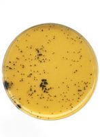 محیط کشت تریپتوز سولفید سیکلوسرین برند مرک بسته 500 گرمی