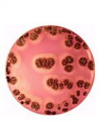 محیط کشت دی کلران رزبنگال کلرامفنیکول آگار (DRBC) برند مرک بسته 500 گرمی